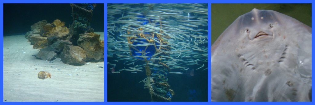 sea life 1