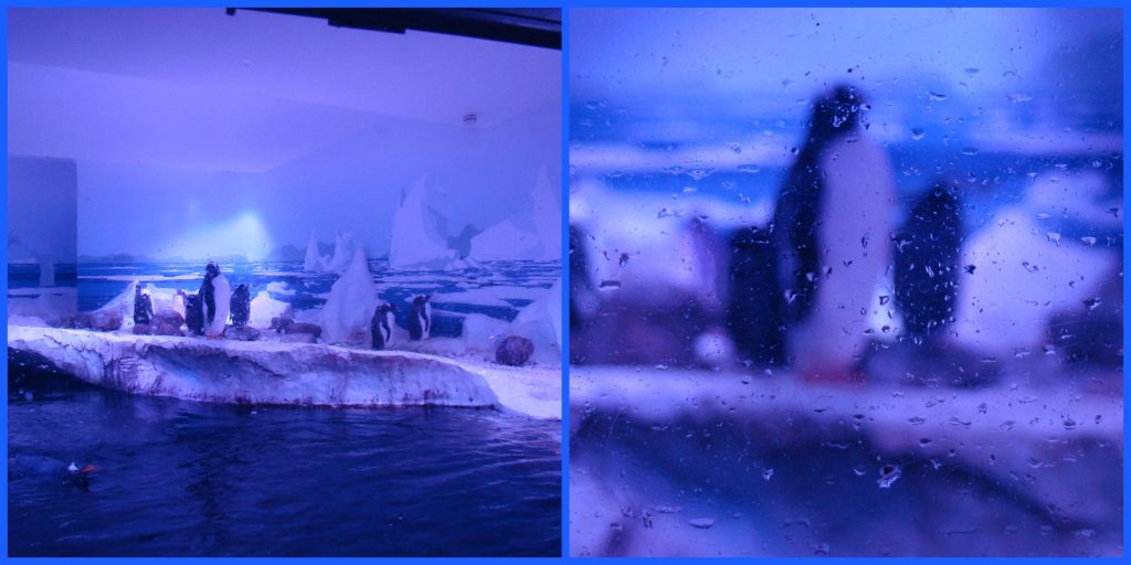 sealife6