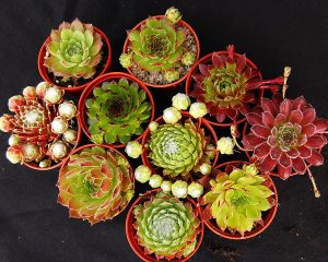 semp collection