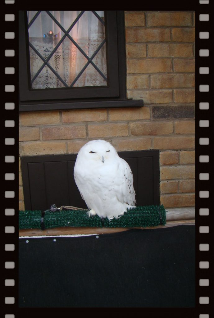 hp13